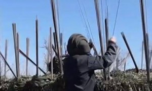 原创 
            万万没想到！俄罗斯和乌克兰真有高人！从渔网到“铁刺猬”，土办法简单粗暴对付无人机！