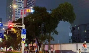 济南泉城广场对面现“恐龙树”？不少市民游客专程来打卡，网友：“太像了”“还有爪子，细节拉满”