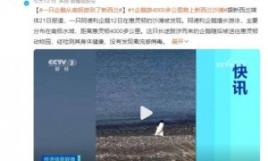 一只企鹅从南极游到了新西兰 发现它时以为是个玩具